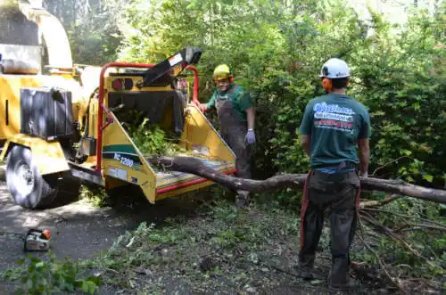 tree services Rollingwood